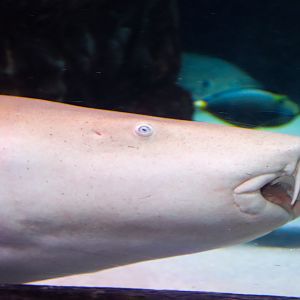 Tawny Nurse Shark (Nebrius ferrugineus)