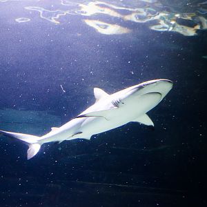 Grey Reef Shark (Carcharhinus amblyrhynchos)