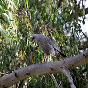 Dark Chanting-Goshawk (Melierax metabates) or gabar goshawk (Micronisus gabar)?