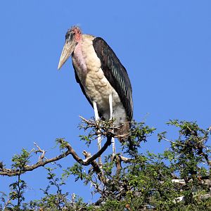 marabou stork (Leptoptilos crumenifer)