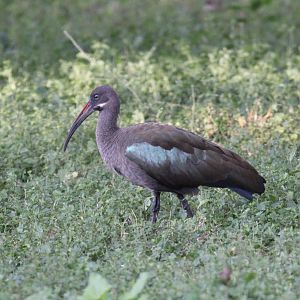 Hadada ibis (Bostrychia hagedash)