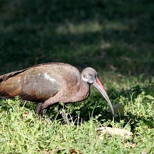 Hadada ibis (Bostrychia hagedash)
