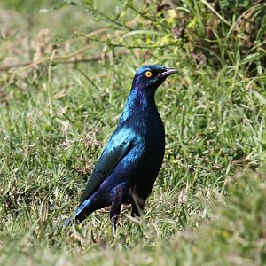 Greater Blue-eared Starling (Lamprotornis chalybaeus)
