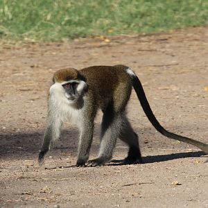 Grivet (Chlorocebus aethiops)