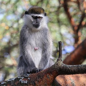 Grivet (Chlorocebus aethiops)