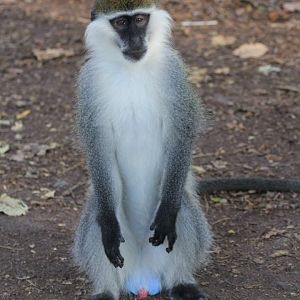 Grivet (Chlorocebus aethiops)