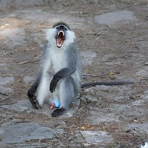 Grivet (Chlorocebus aethiops)