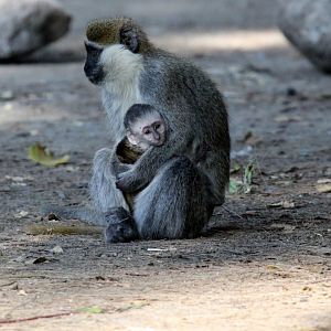 Grivet (Chlorocebus aethiops)