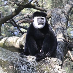 Djaffa Mountains Guereza (Colobus guereza gallarum)