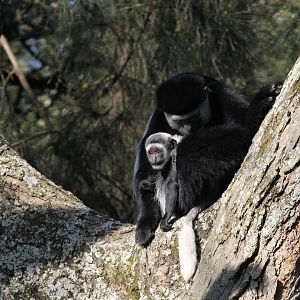 Djaffa Mountains Guereza (Colobus guereza gallarum)