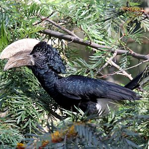 Silvery-cheeked Hornbill (Bycanistes brevis)