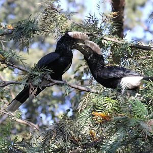 Silvery-cheeked Hornbill (Bycanistes brevis)