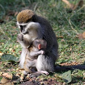 Grivet (Chlorocebus aethiops)