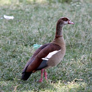 Egyptian Goose (Alopochen aegyptiaca)