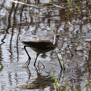African jacana (Actophilornis africanus) juvenile