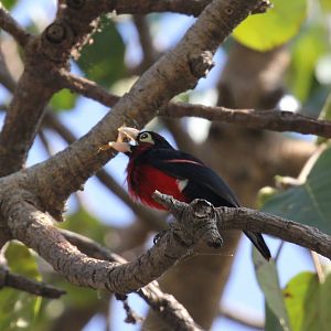 Double-toothed Barbet (Lybius bidentatus)
