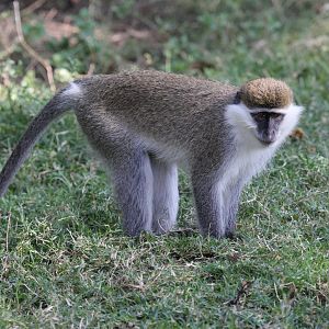 grivet (Chlorocebus aethiops)