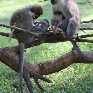 grivet (Chlorocebus aethiops)