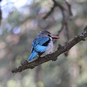 Woodland Kingfisher (Halcyon senegalensis)