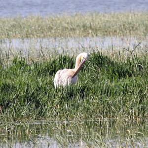 Great White Pelican (Pelecanus onocrotalus)