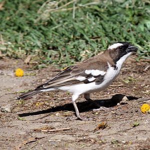 White-browed Sparrow-Weaver (Plocepasser mahali)
