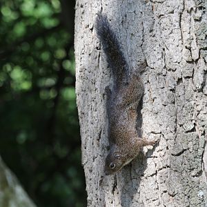 Gambian sun squirrel (Heliosciurus gambianus)