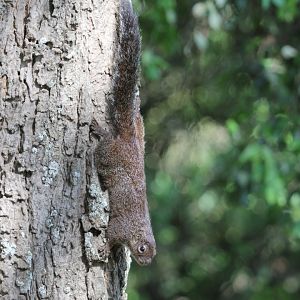 Gambian sun squirrel (Heliosciurus gambianus)