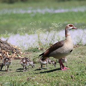 Egyptian Goose (Alopochen aegyptiaca) with young