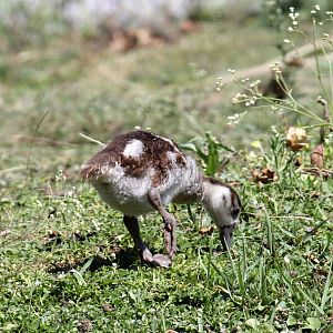 Egyptian Goose (Alopochen aegyptiaca) young