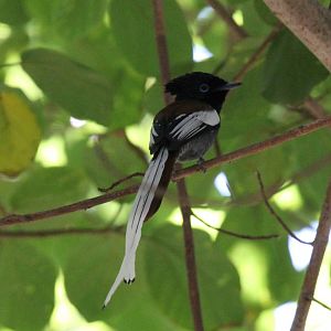 African Paradise-Flycatcher (Terpsiphone viridis) ID?