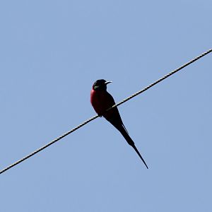northern carmine bee-eater (Merops nubicus)