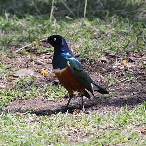 superb starling (Lamprotornis superbus)