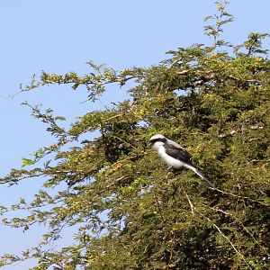 grey-backed fiscal (Lanius excubitoroides)