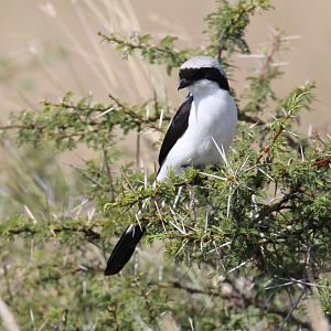grey-backed fiscal (Lanius excubitoroides)