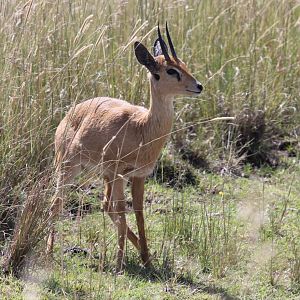 Sudan Oribi (Ourebia ourebi montana)