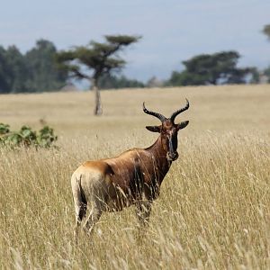 Swayne's hartebeest (Alcelaphus swaynei)