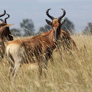 Swayne's hartebeest (Alcelaphus swaynei)