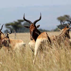 Swayne's hartebeest (Alcelaphus swaynei)