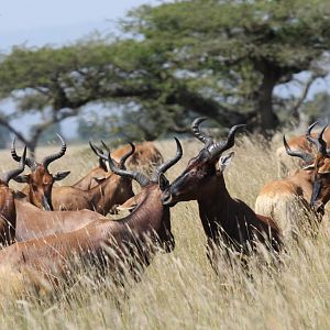 Swayne's hartebeest (Alcelaphus swaynei)