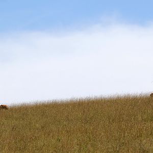 Swayne's hartebeest (Alcelaphus swaynei)