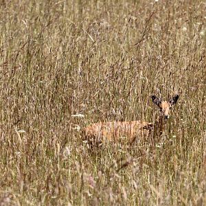 Sudan Oribi (Ourebia ourebi montana) hidden in grass