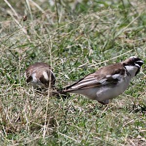White-browed Sparrow-Weaver (Plocepasser mahali)