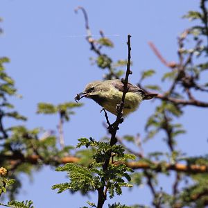 Buff-bellied Warbler (Phyllolais pulchella) ID?
