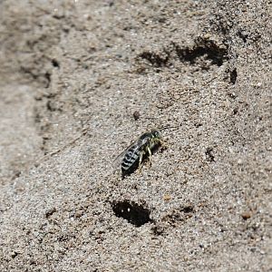Sand wasp ID?
