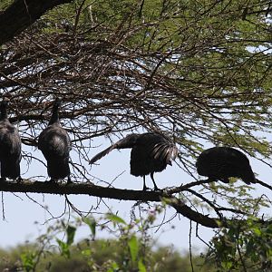 helmeted guineafowl (Numida meleagris) on a tree