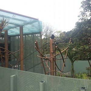 South East Asia Jungle Track Siamang Exhibit