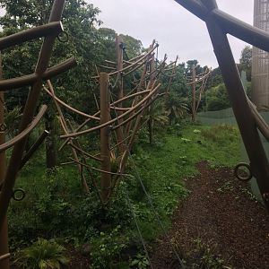 South East Asia Jungle Track Siamang Exhibit Sideview