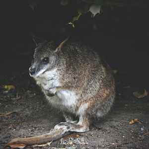 Parma Wallaby