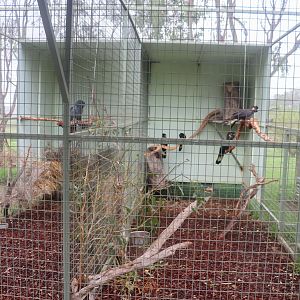 Black Cockatoo Aviaries - February 2020
