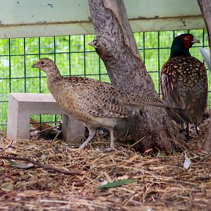 Ring-necked Pheasants (Phasianus colchicus) - February 2020